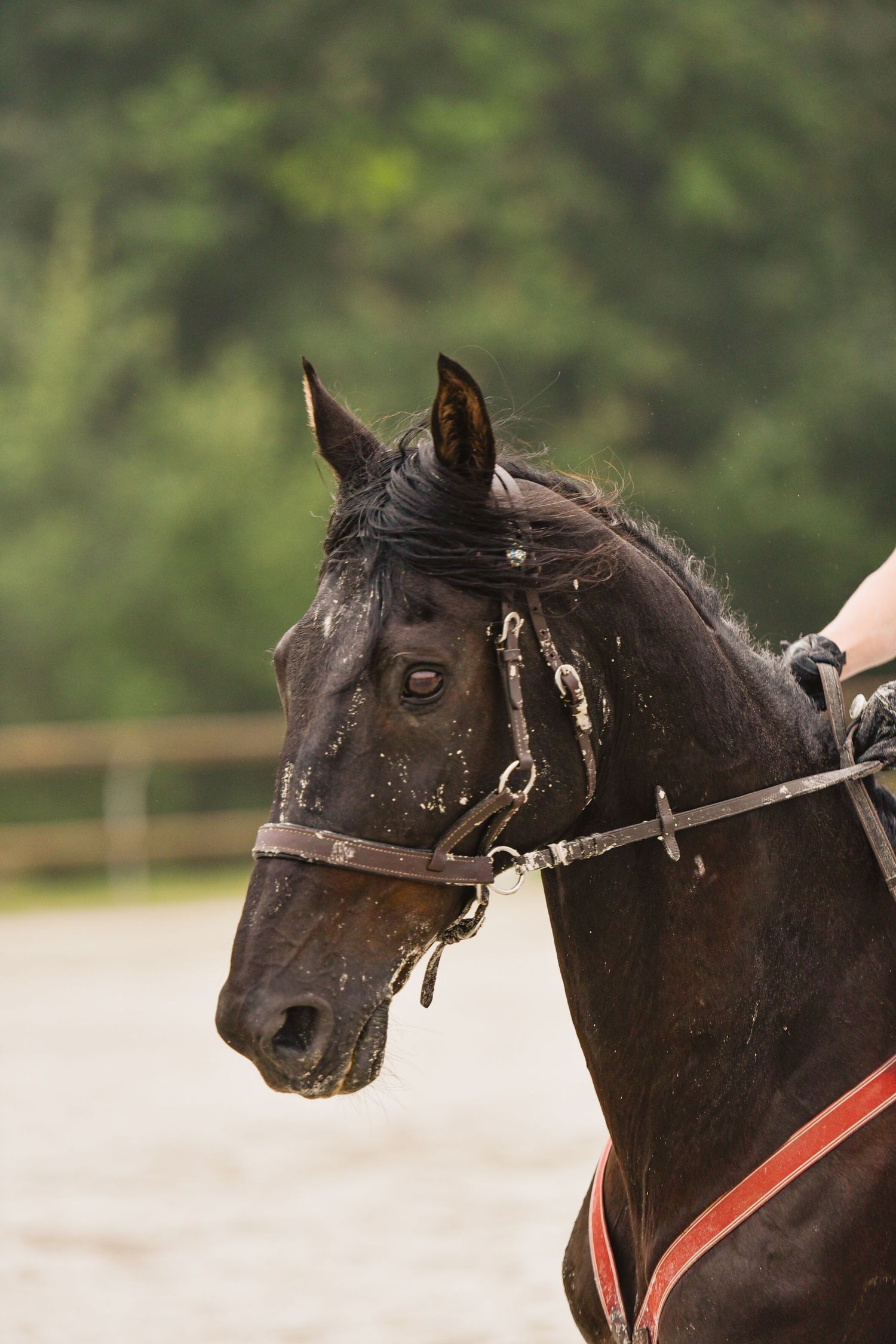 Photographie équestre en compétition de CSO