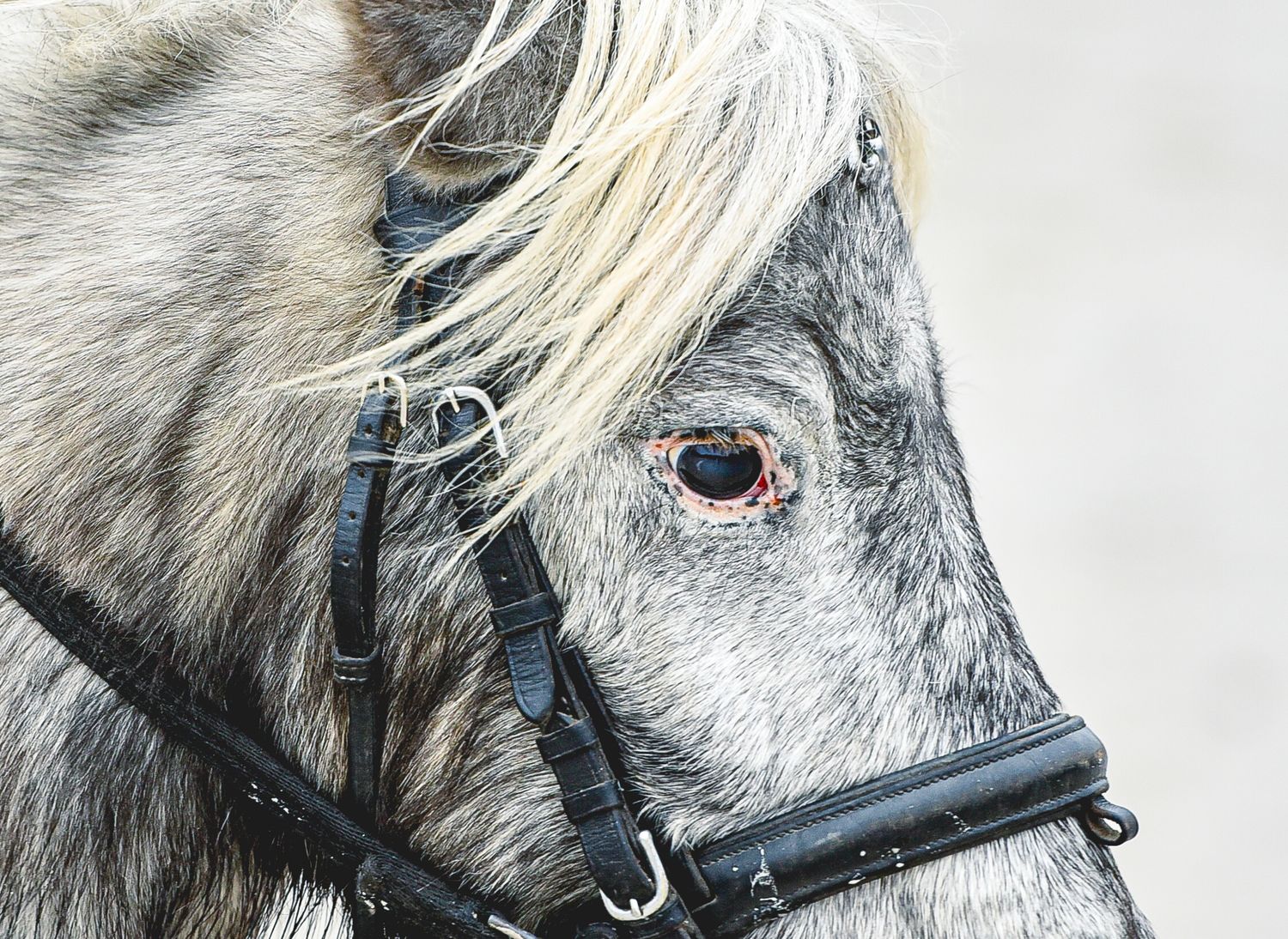 Photographie concours CSO, Hunter, Dressage, CCE, Equifun