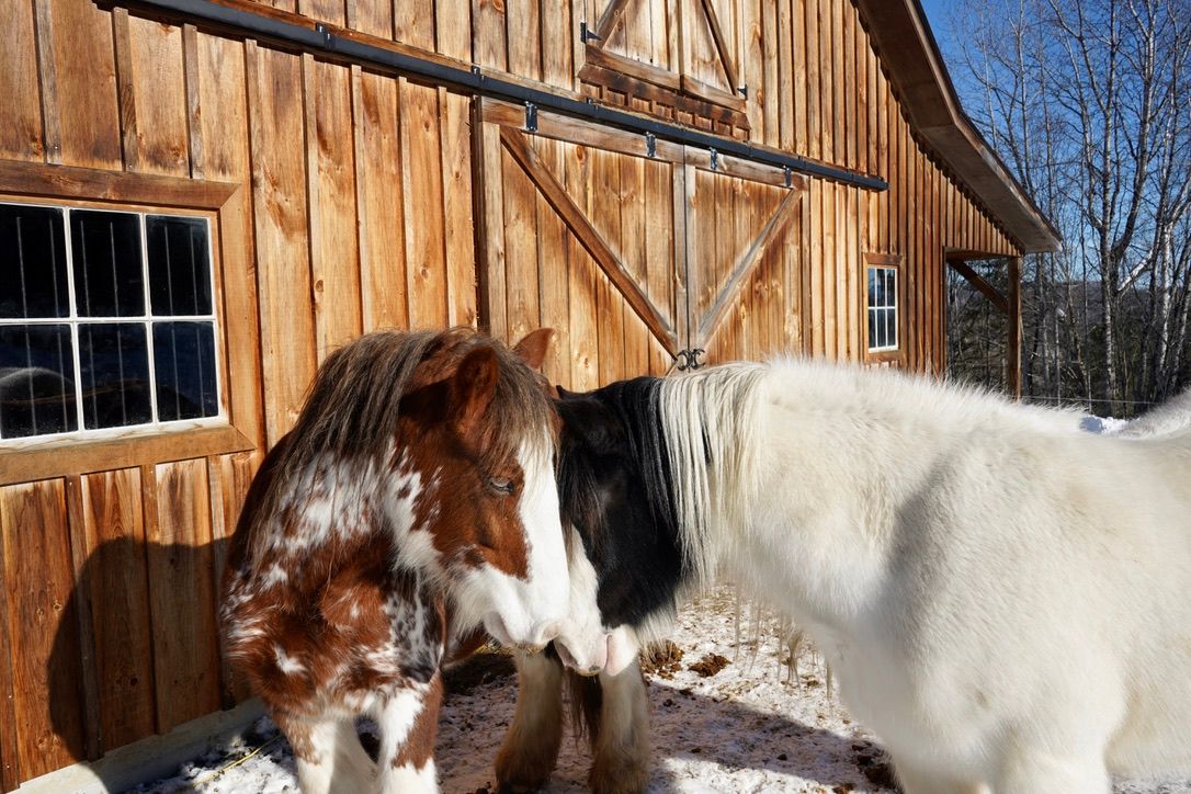 Image of two horses in front of barn
