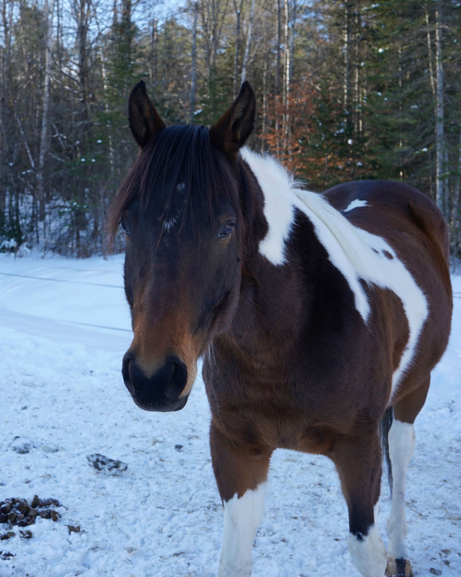 close up image of horse