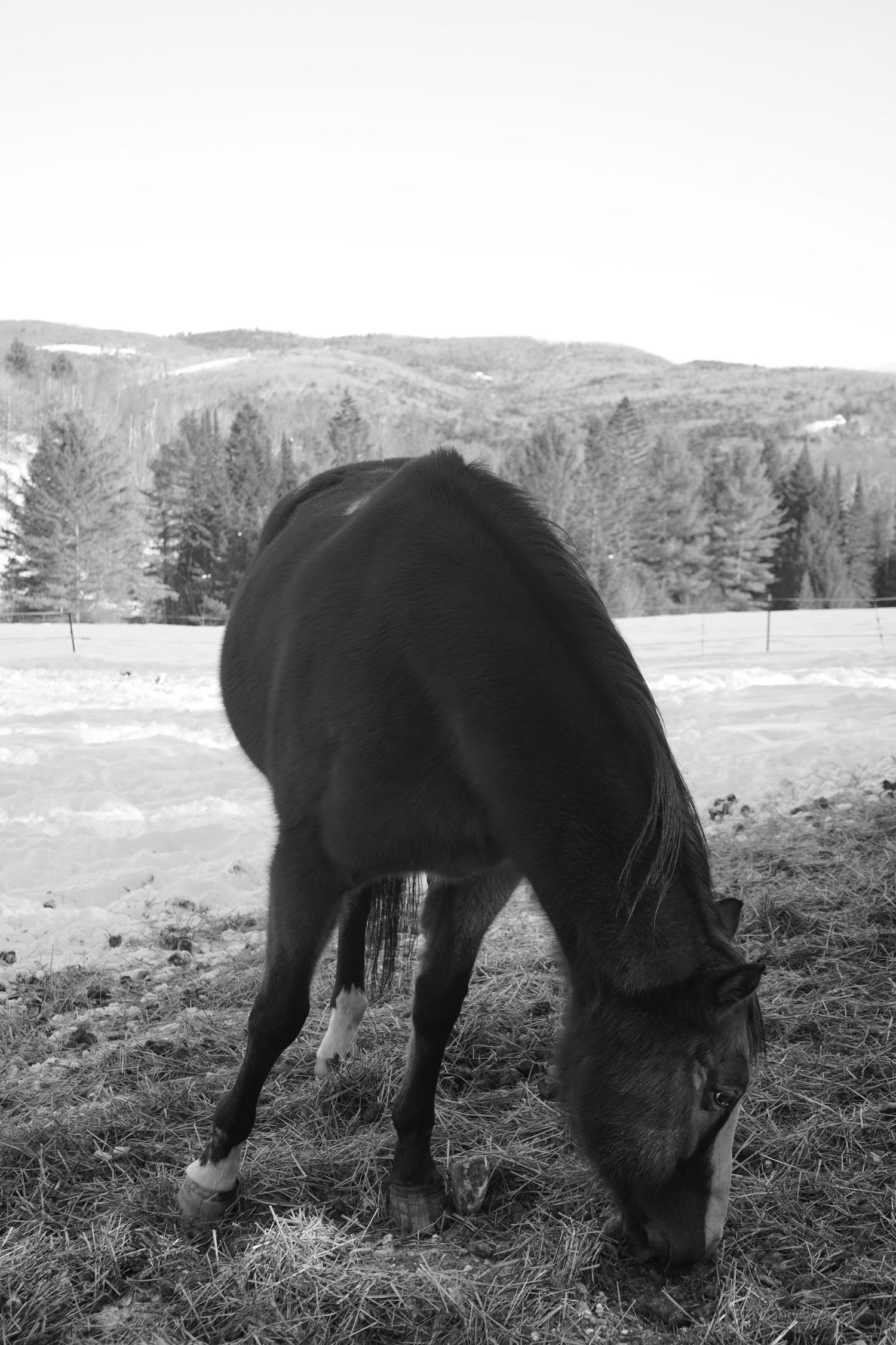 black and white close up image of horse