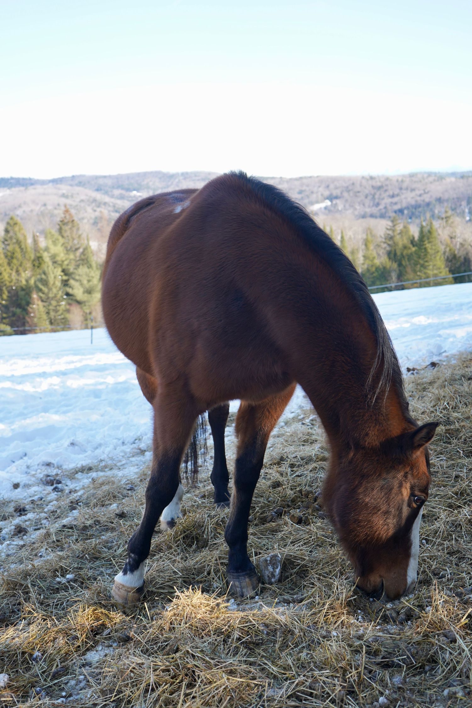 close up image of horse