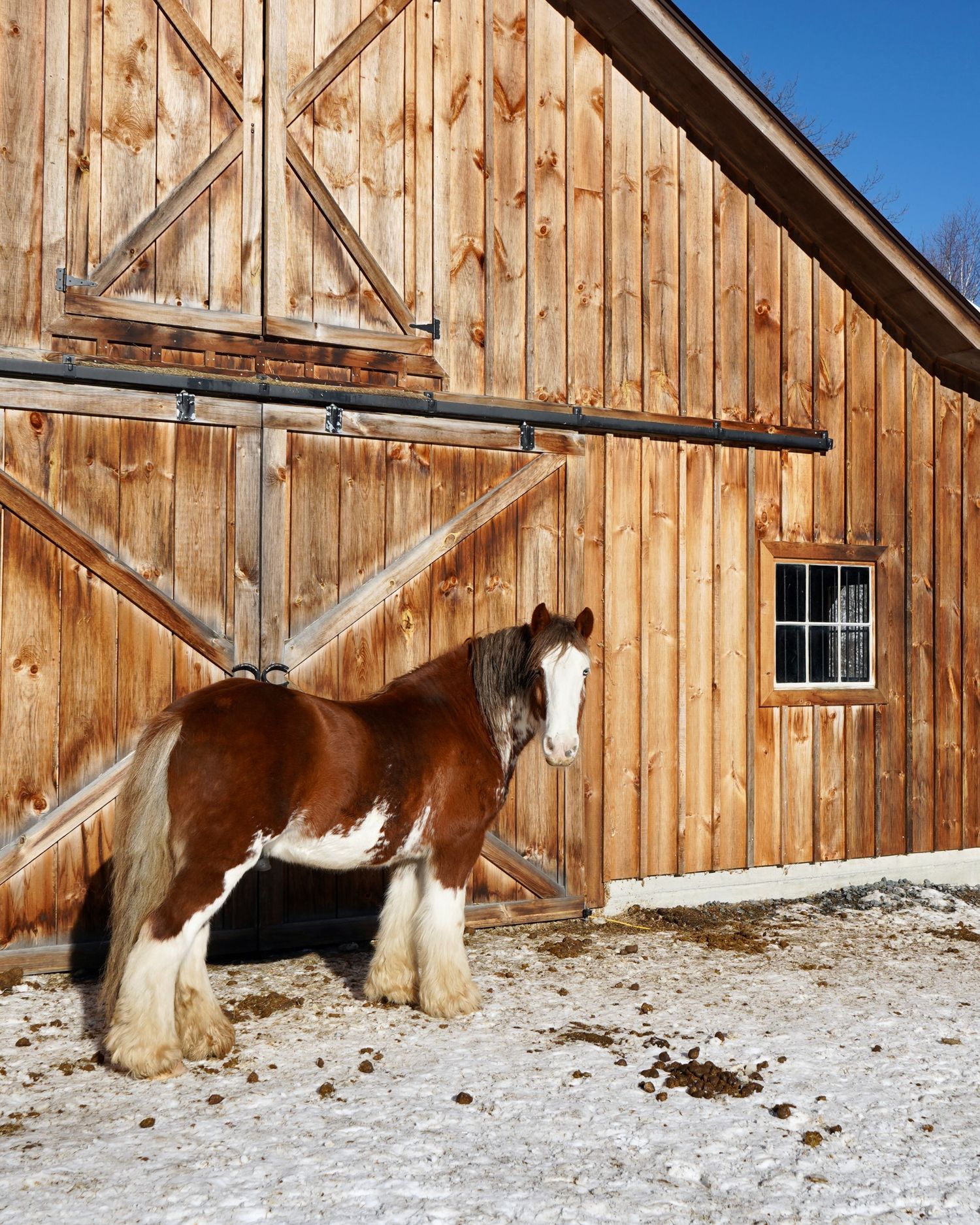 Image of horse in front of barn