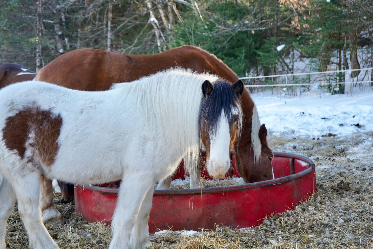 close up image of horse