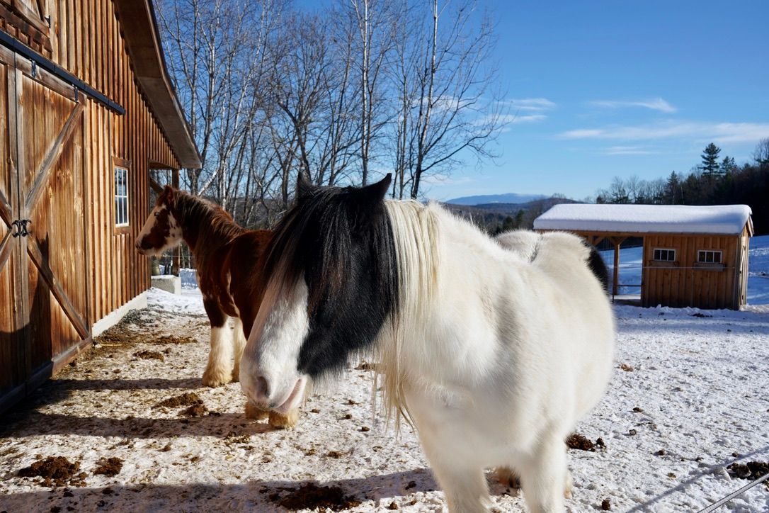 Image of two horses in front of a barn