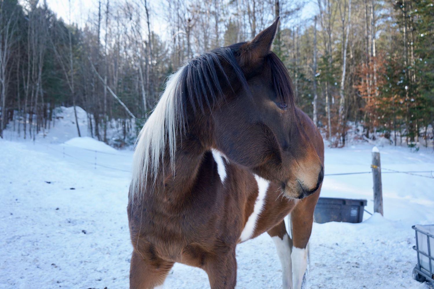 close up image of horse