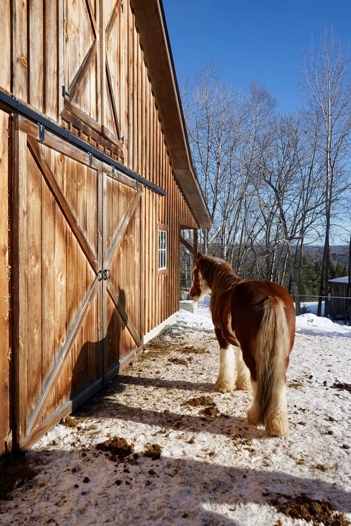 image of horse in front of barn