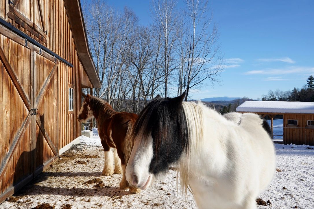 two horses in front of barn