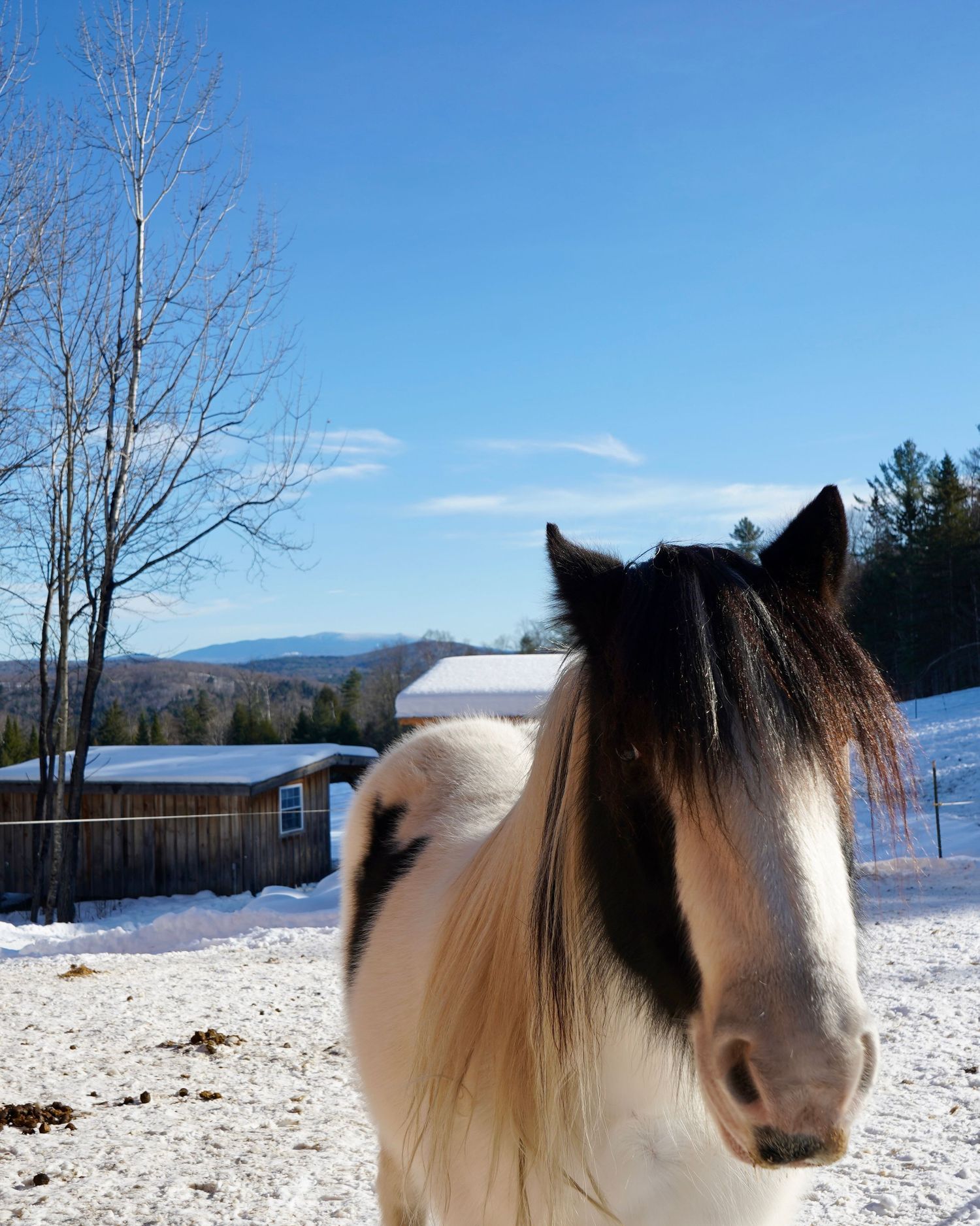 close up image of horse