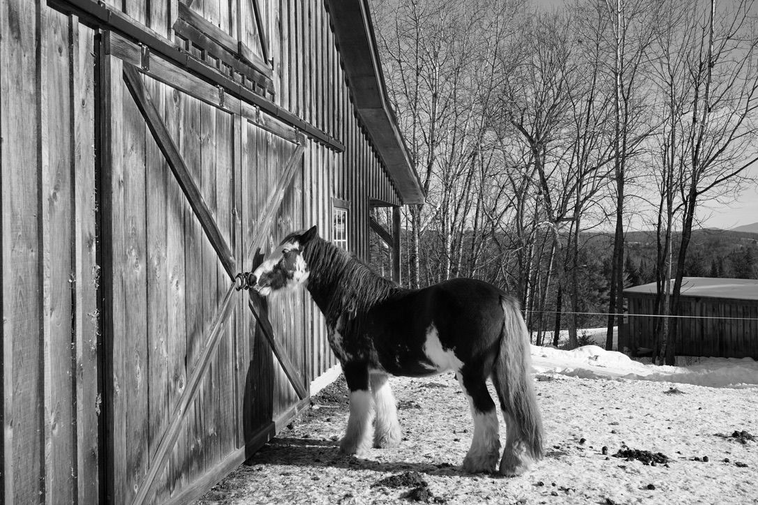 black and white image of horse in front of barn