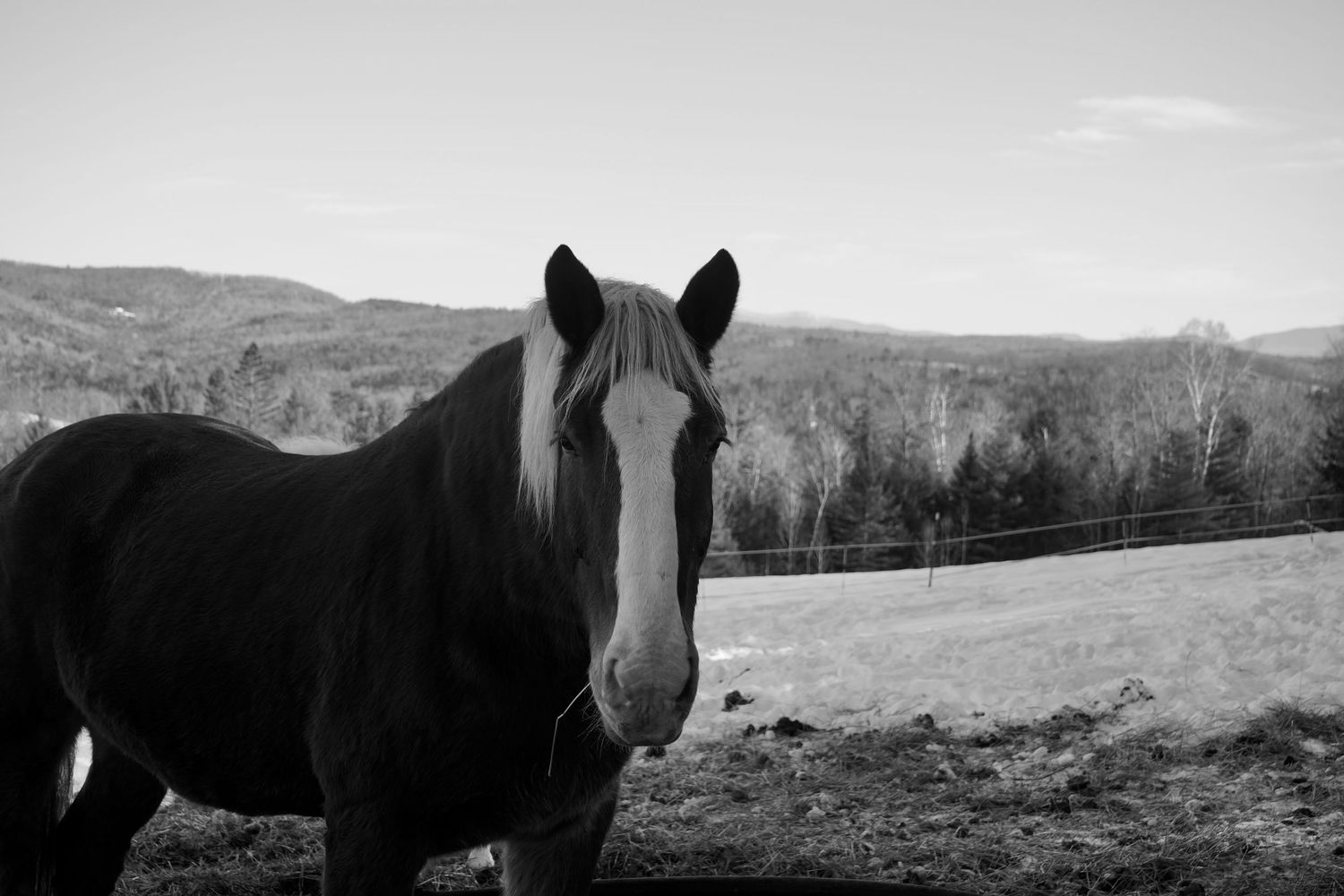 black and white image of horse