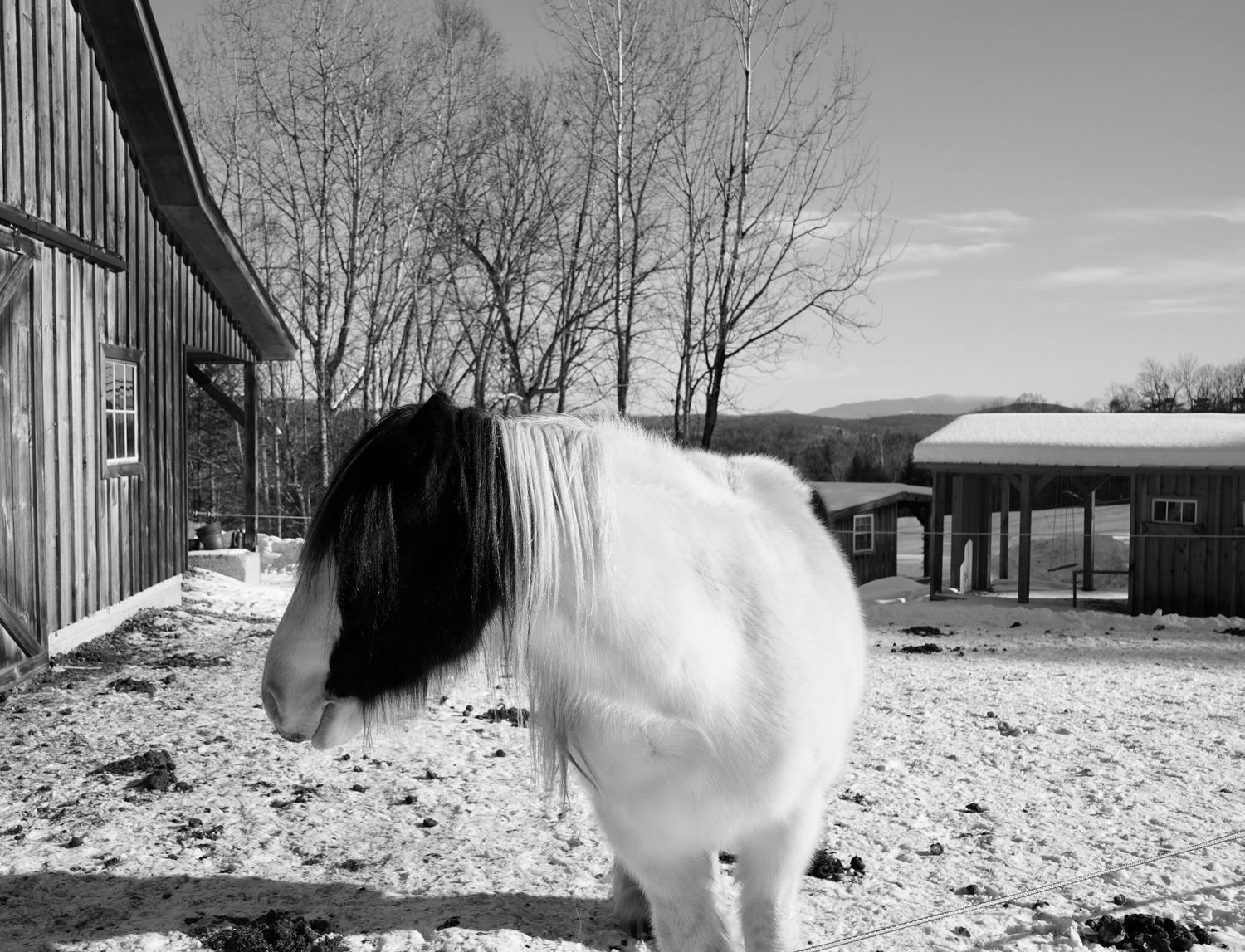 Black and white image of horse in front of barn