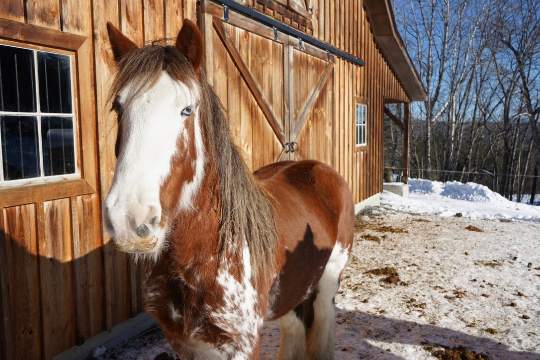 image of horse in front of barn