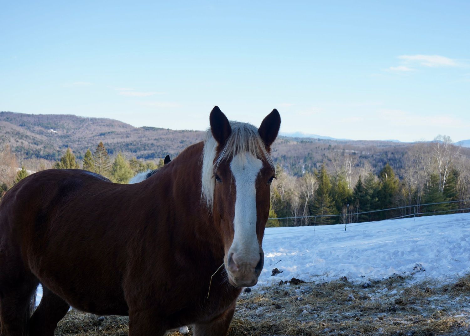 close up image of horse
