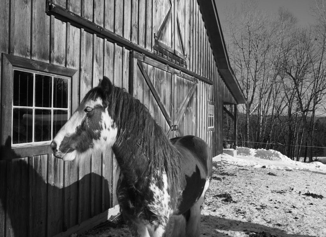 black and white image of horse in front of barn