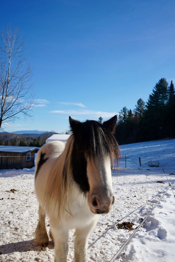close up image of horse