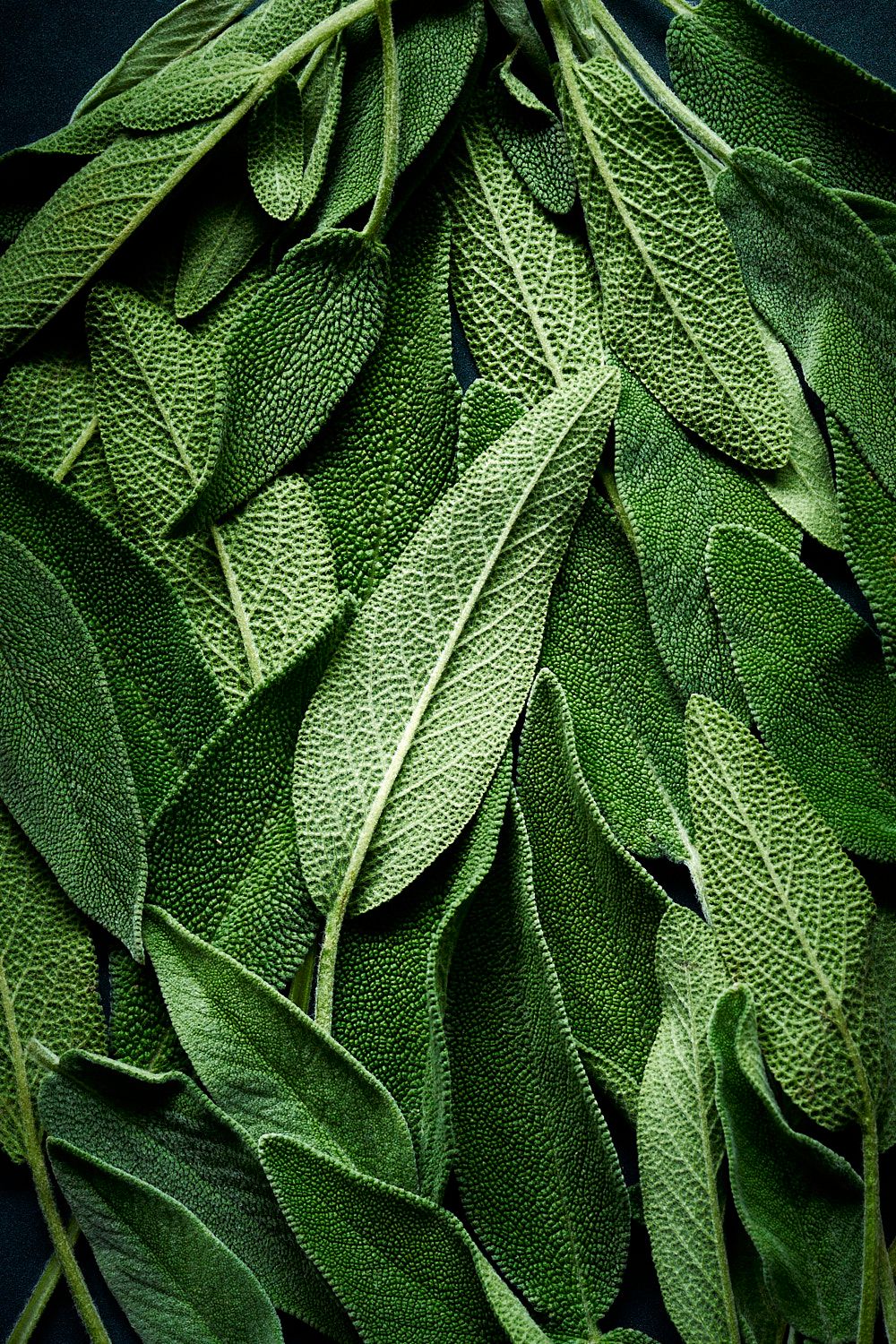 Macro shot of green sage leaves