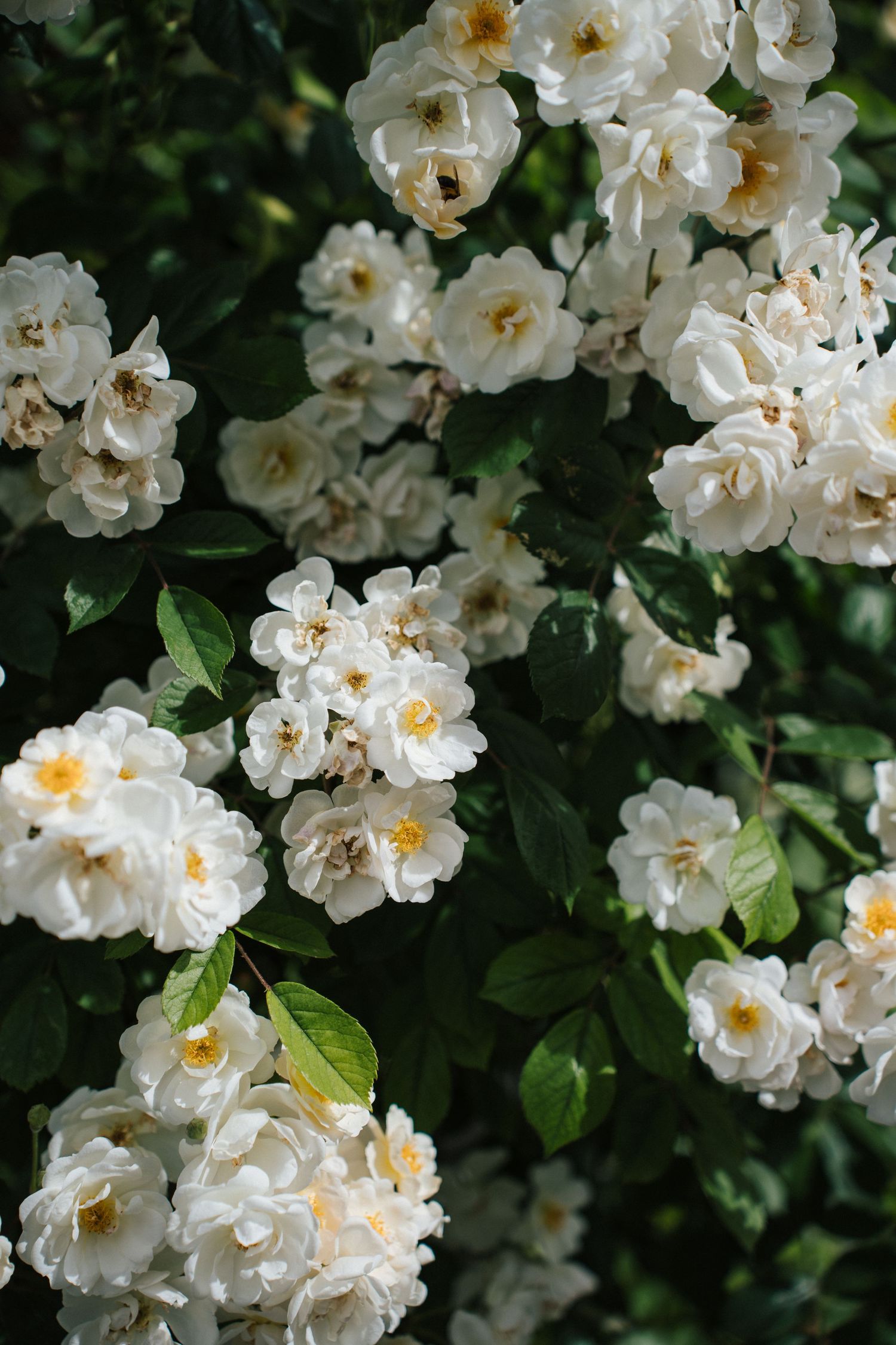 Lush white climbing roses in full bloom with yellow centers against dark green leaves in a garden.