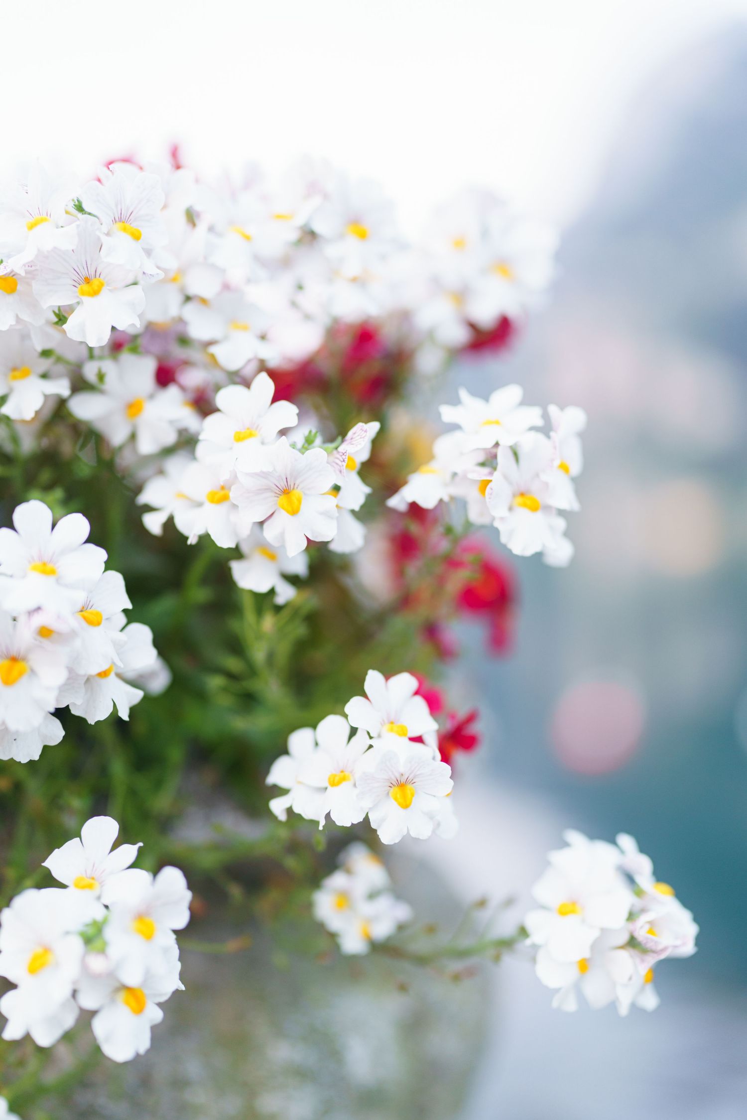 Delicate white forget-me-not flowers with yellow centers bloom against a soft, dreamy background.