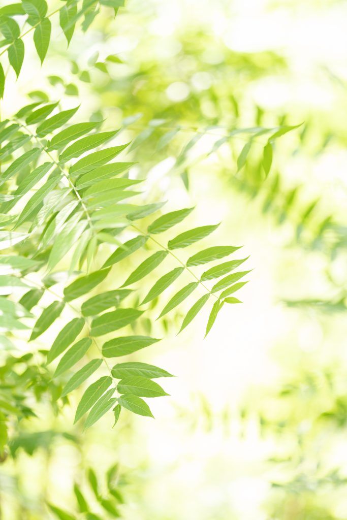 Soft focus green fern leaves creating a natural abstract background pattern.