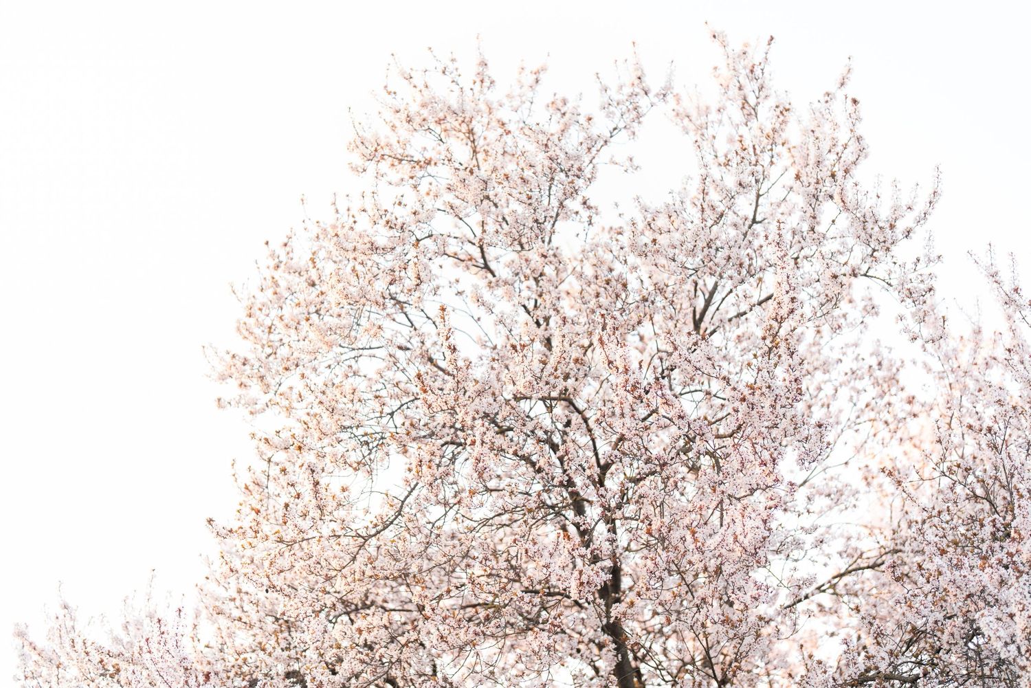Wedding photographer Como