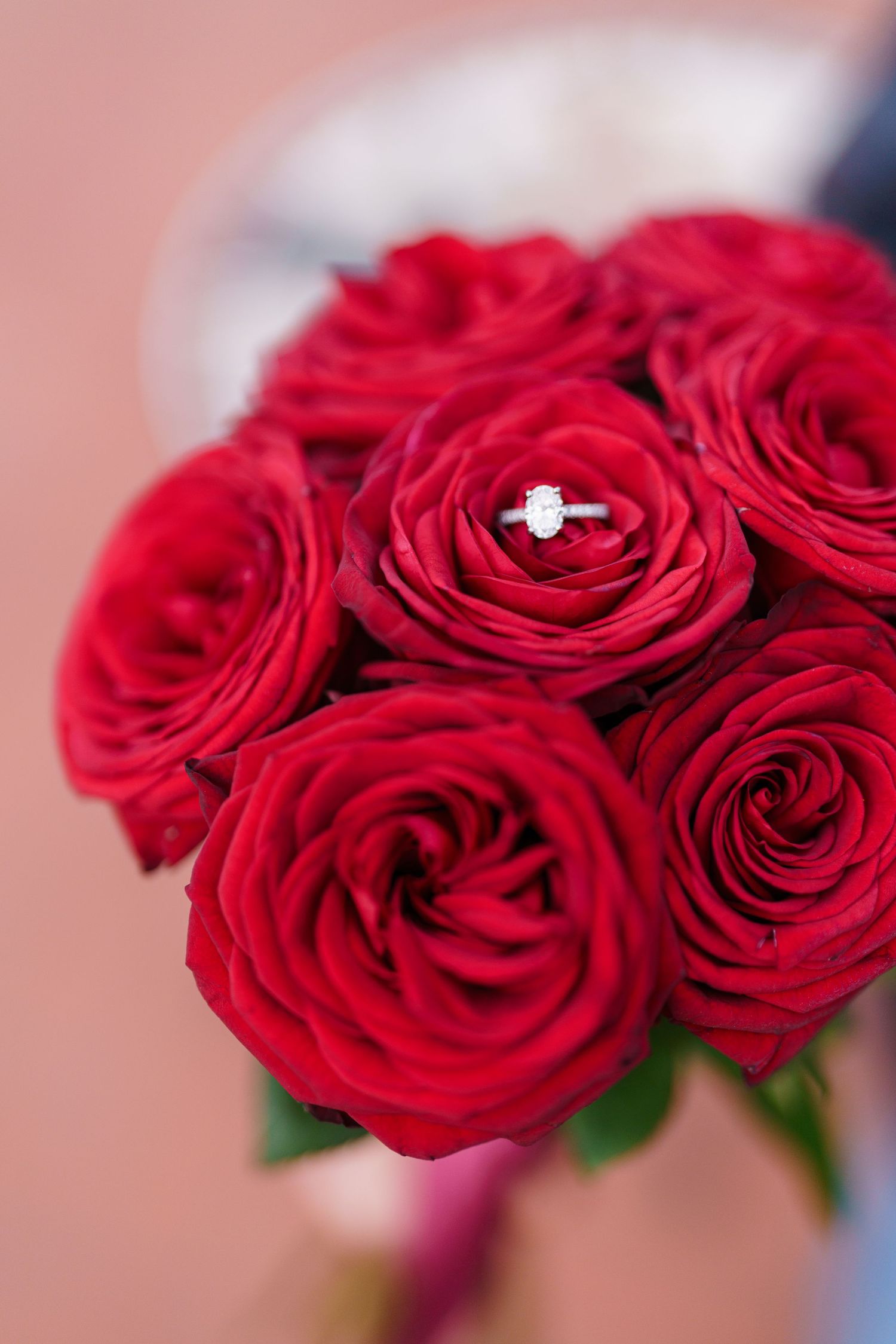 A bouquet of vibrant red roses with soft petals in full bloom against a blurred background.
