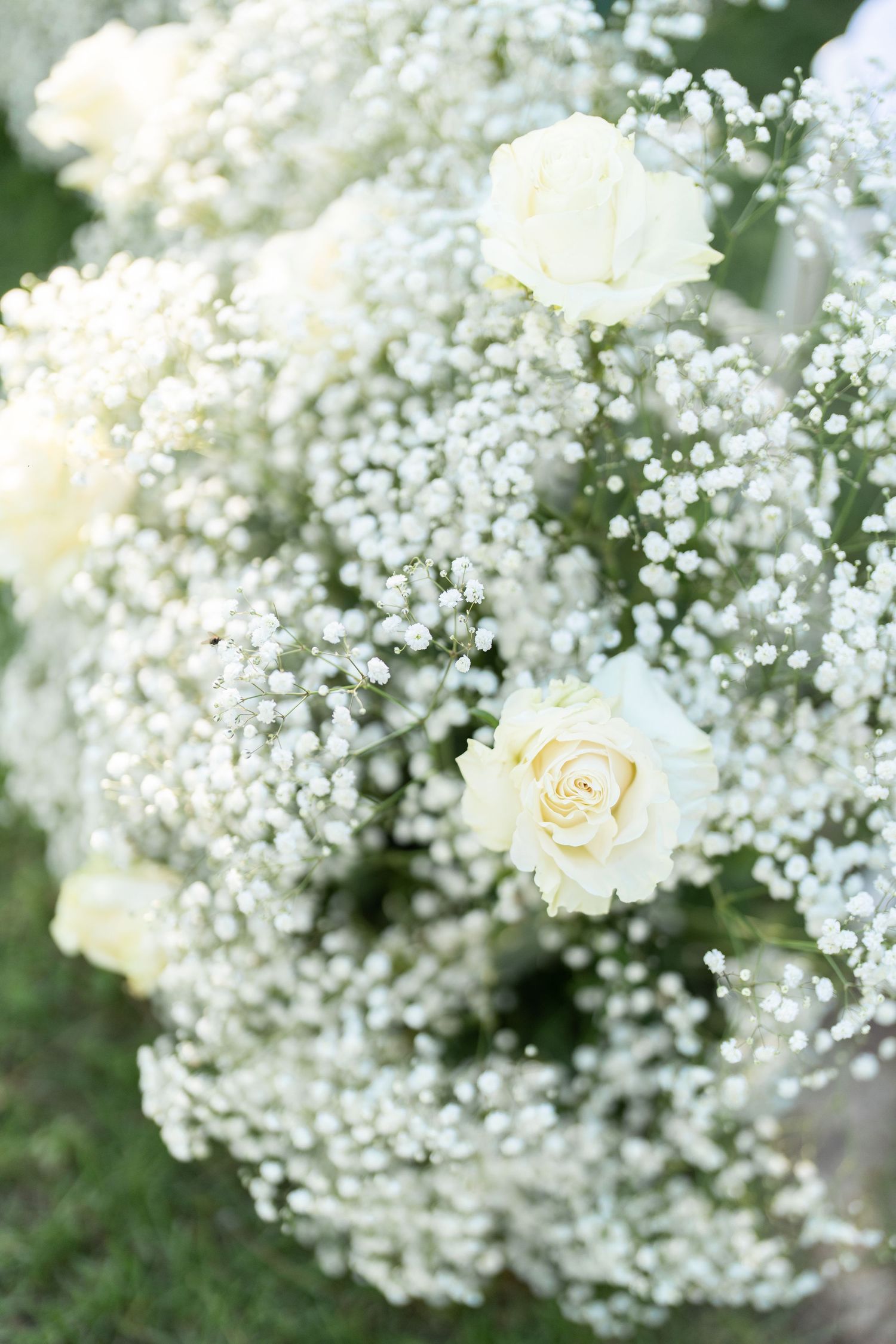 Delicate white baby's breath and cream rose floral arrangement in soft focus.