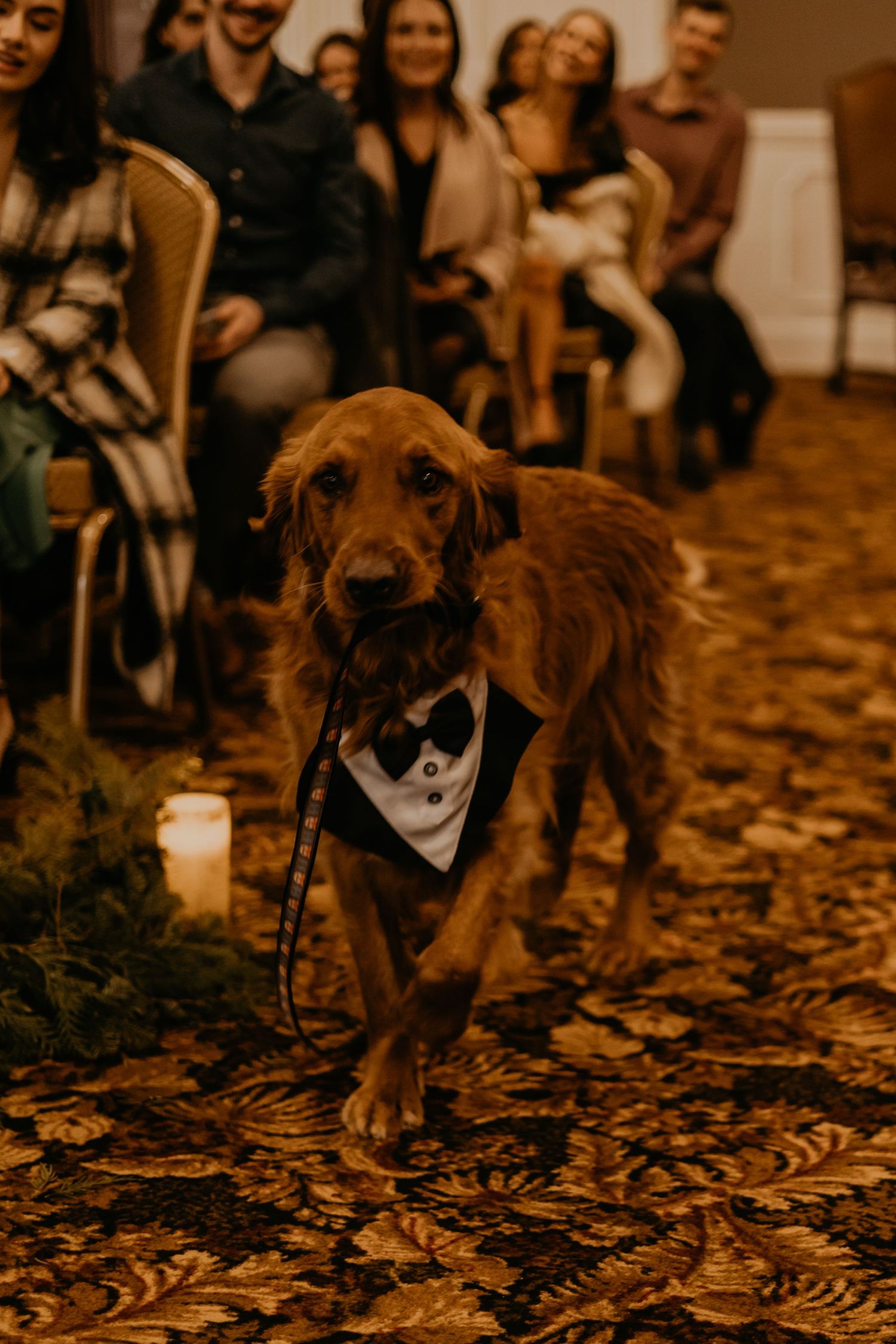 A golden retriever wearing a formal bowtie walks down the aisle at a wedding ceremony.