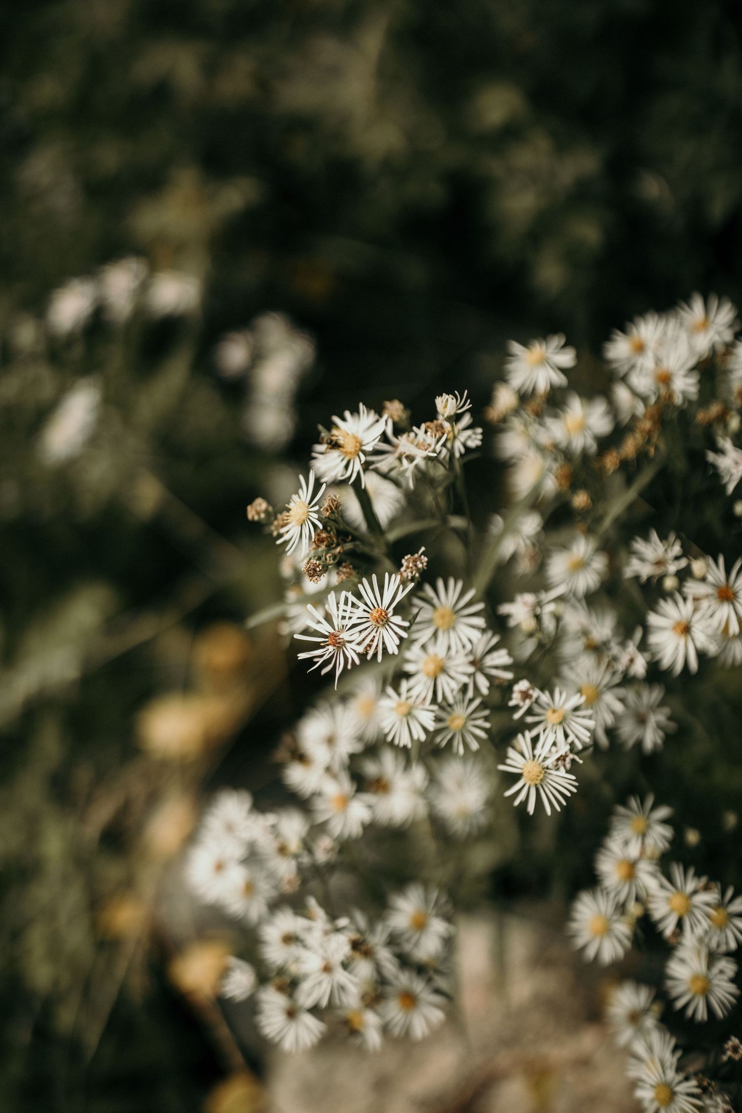 Delicate white wildflowers blooming against dark blurred background.