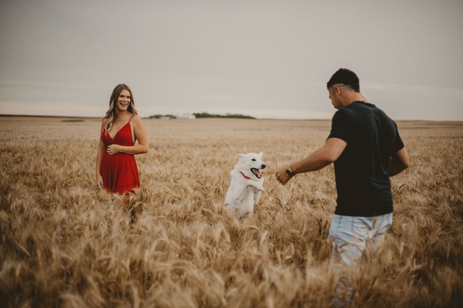 A couple and their white dog play together in a scenic wheat field at sunset.