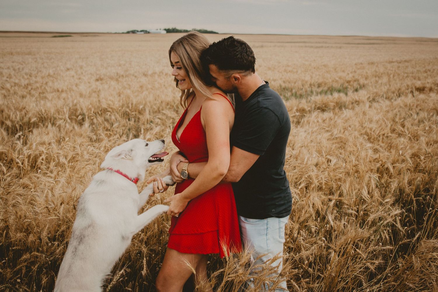 Couple plays with their white dog in a golden wheat field during engagement photos.