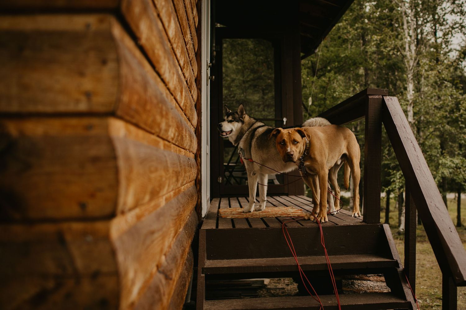 Two dogs stand on a wooden deck of a rustic cabin in natural lighting.