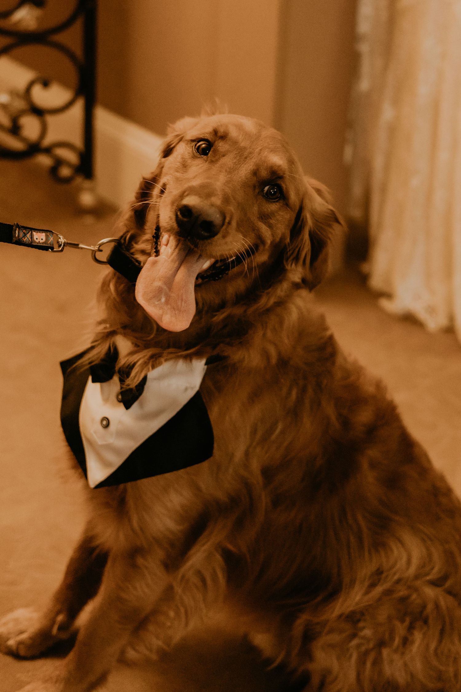 A smiling golden retriever wearing a formal black and white bowtie collar sits for a wedding portrait.