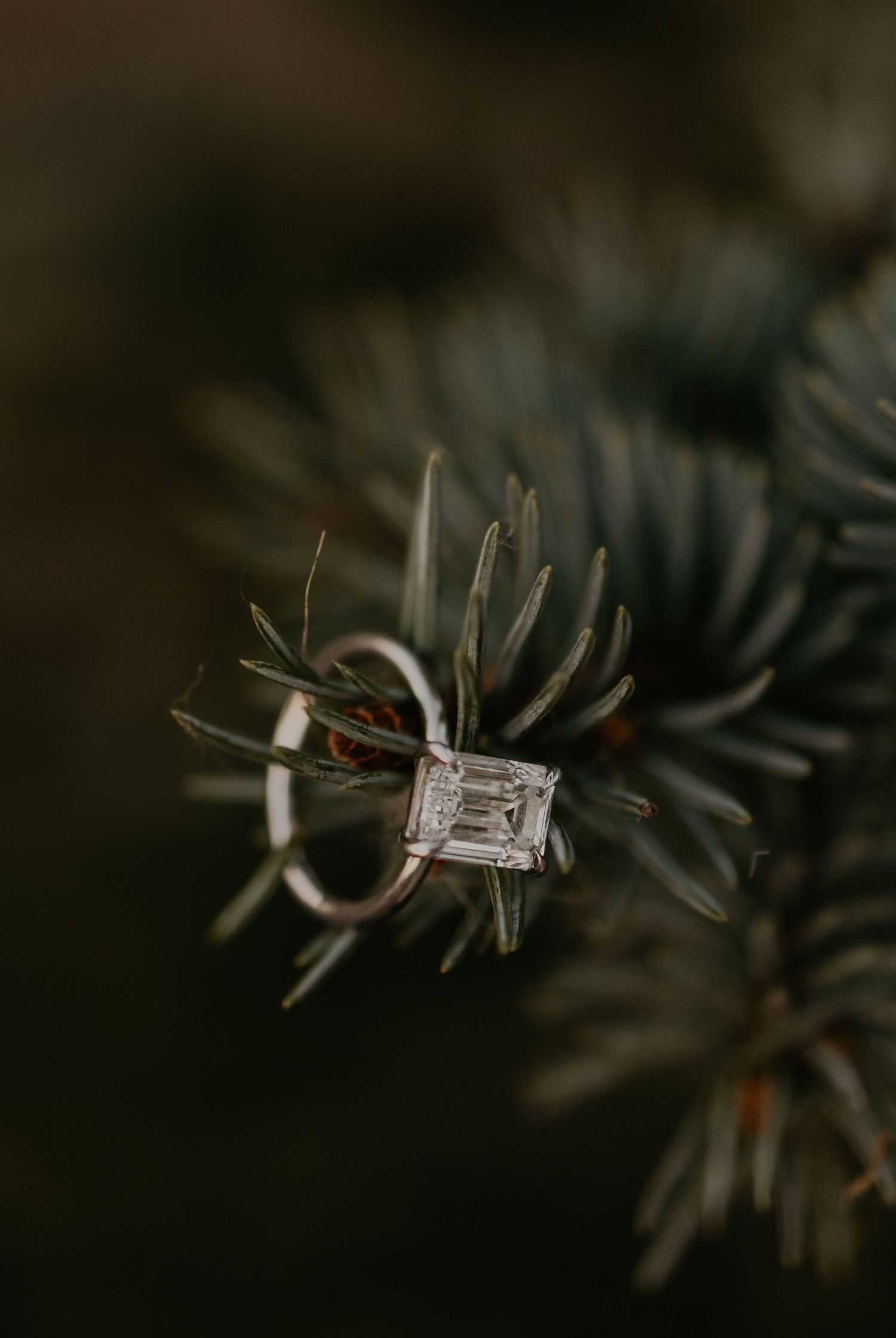 Diamond engagement ring artistically placed on evergreen pine needles in macro shot.