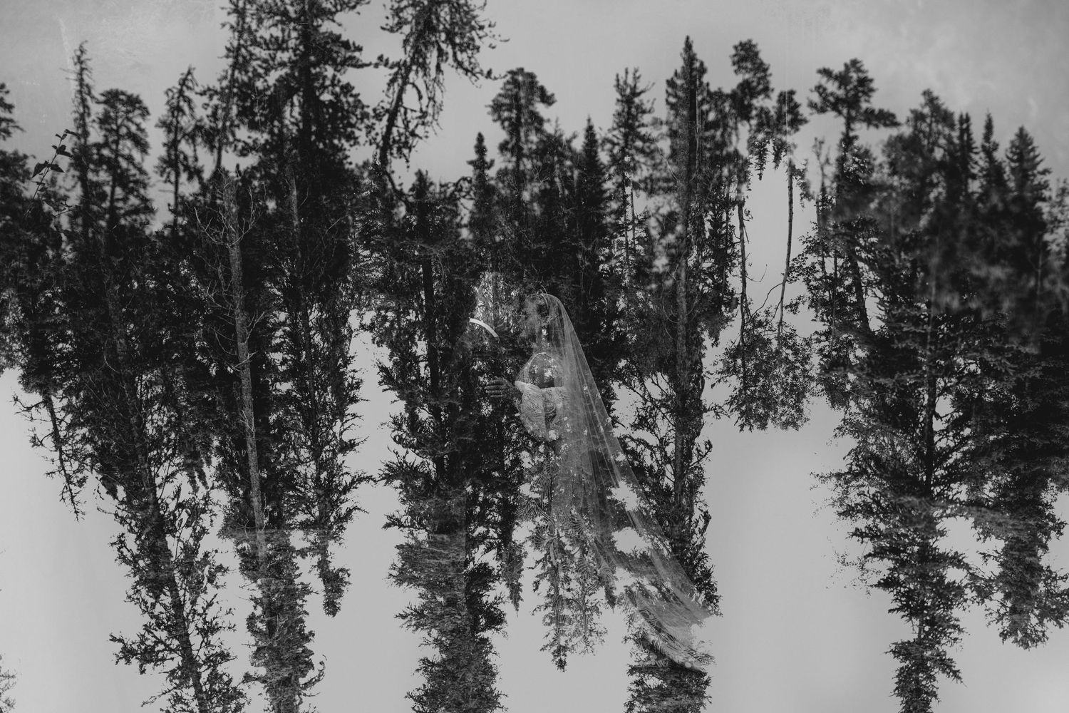 Abstract black and white photograph of pine trees reflecting in water creating a mirror effect.