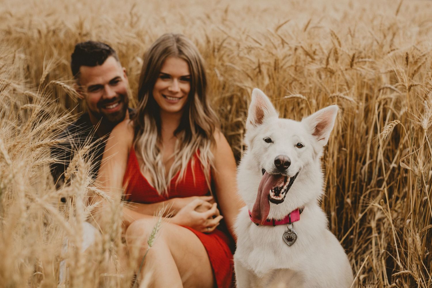 A happy white dog sits with a couple in a sun-drenched wheat field.