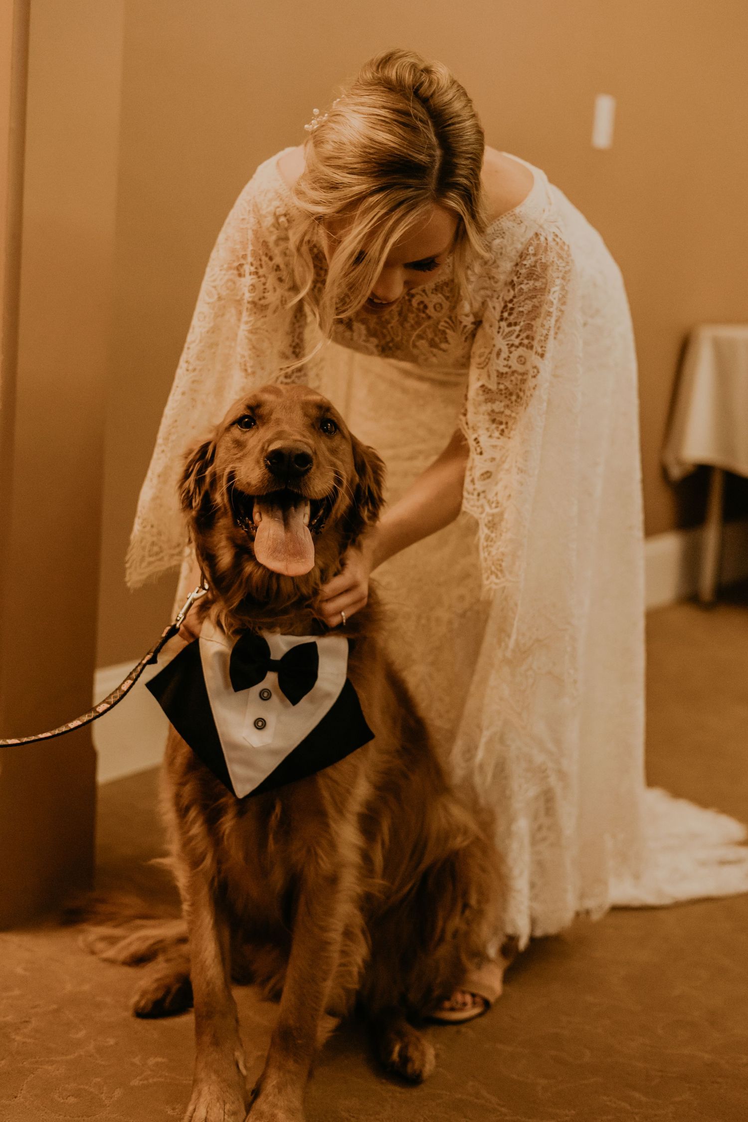 A happy golden retriever wearing a tuxedo bowtie poses with the bride in her lace wedding gown.