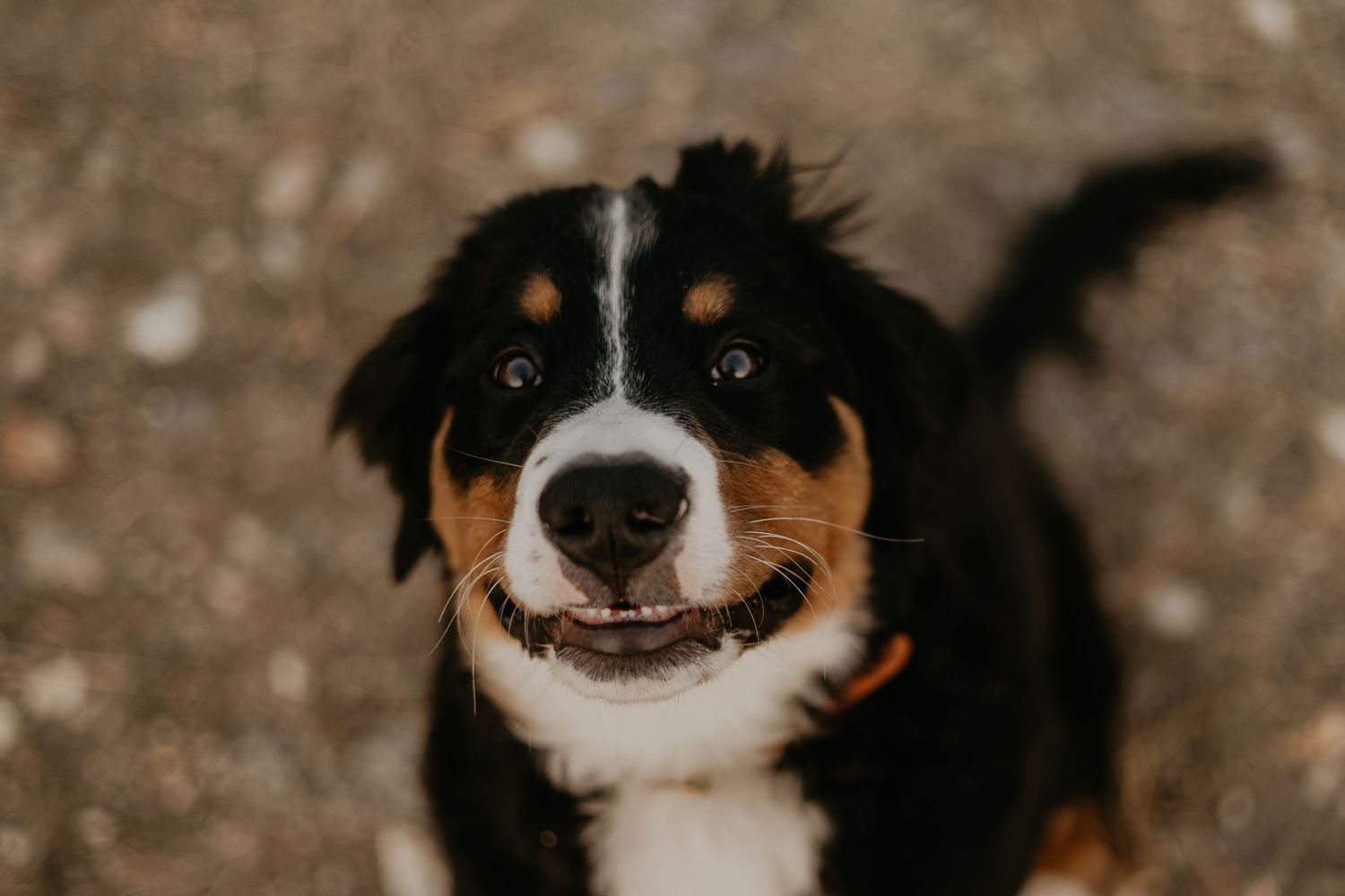 A black and white Bernese mountain dog tilts its head while looking at the camera, framed by brown tones.