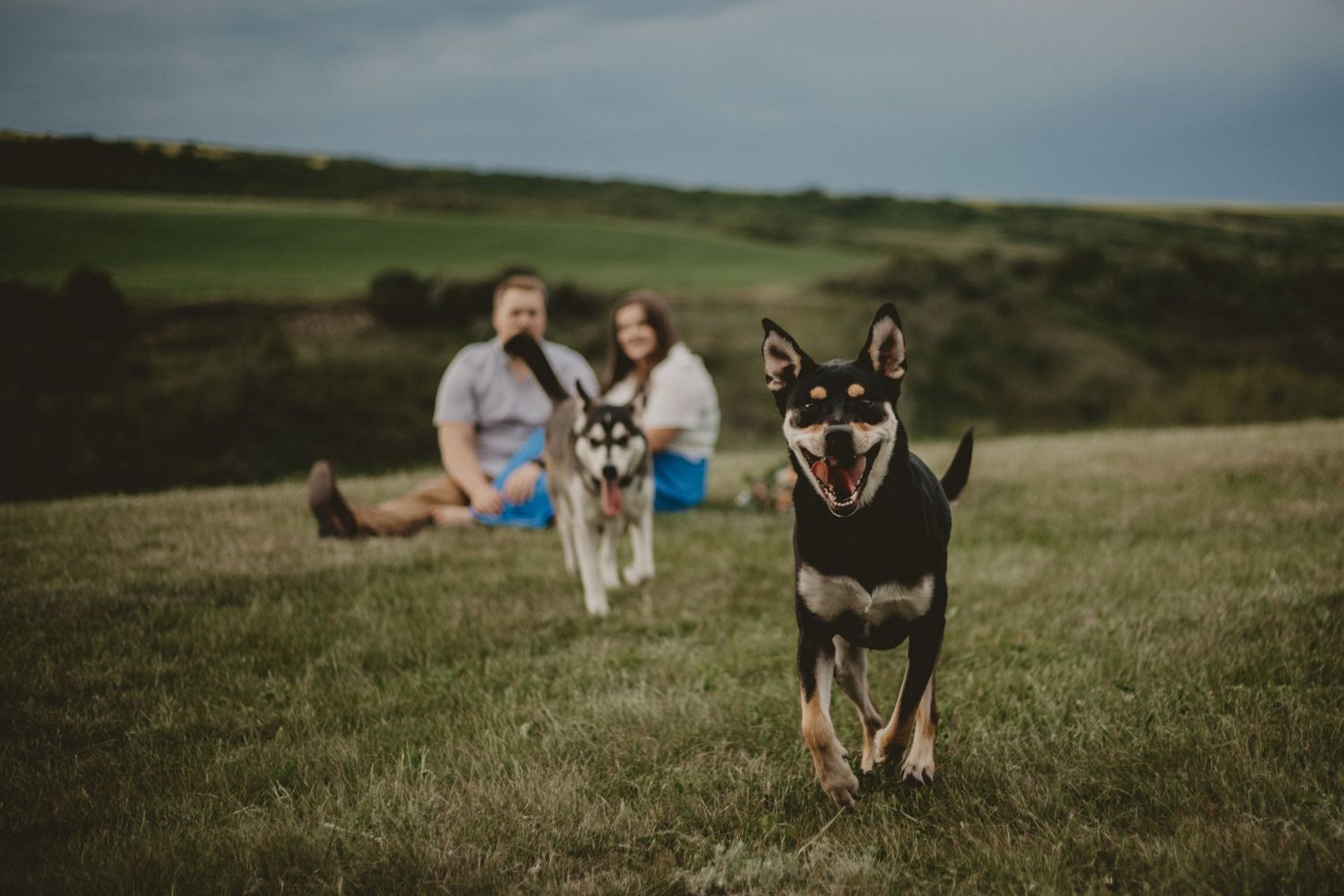 Playful dogs run in the foreground while their owners relax on a grassy hill.