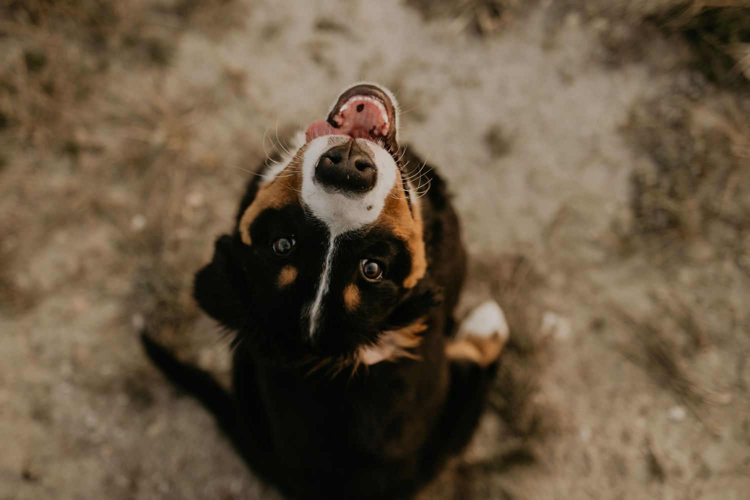 Close up portraits of silly dog faces with expressive eyes and tongues sticking out.