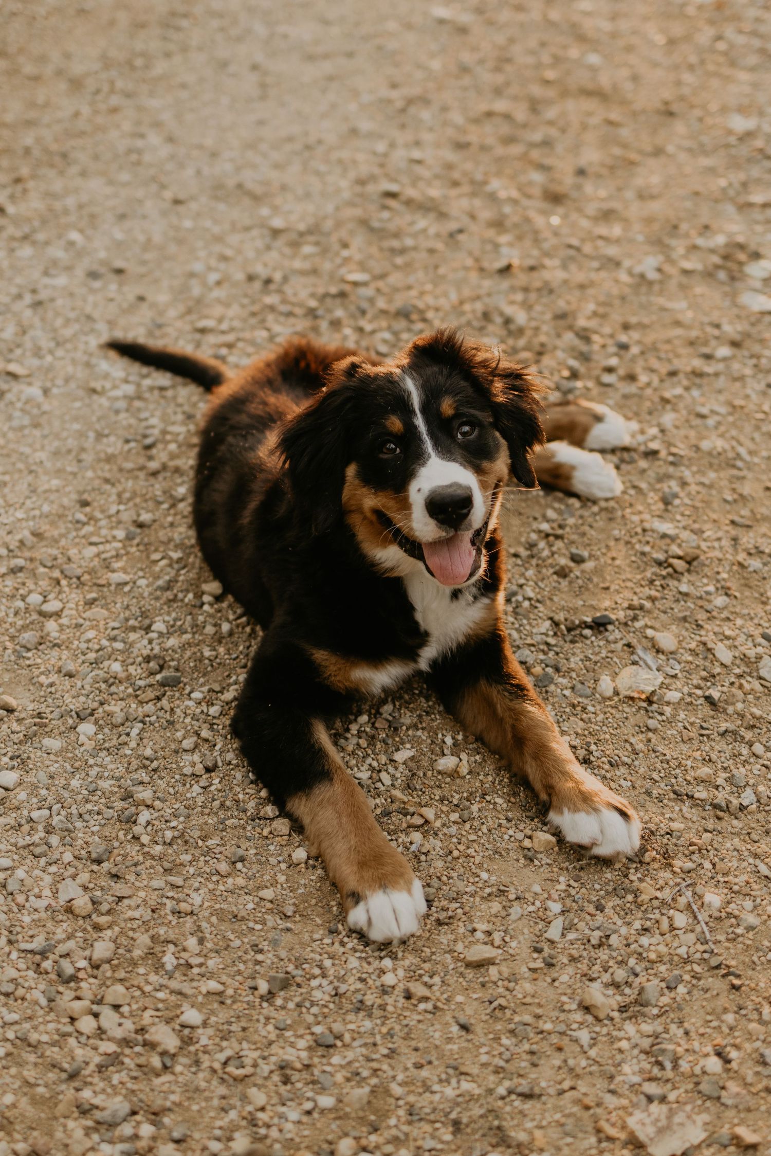 An Australian Shepherd puppy with tri-colored fur lies on a dirt path with a happy expression.