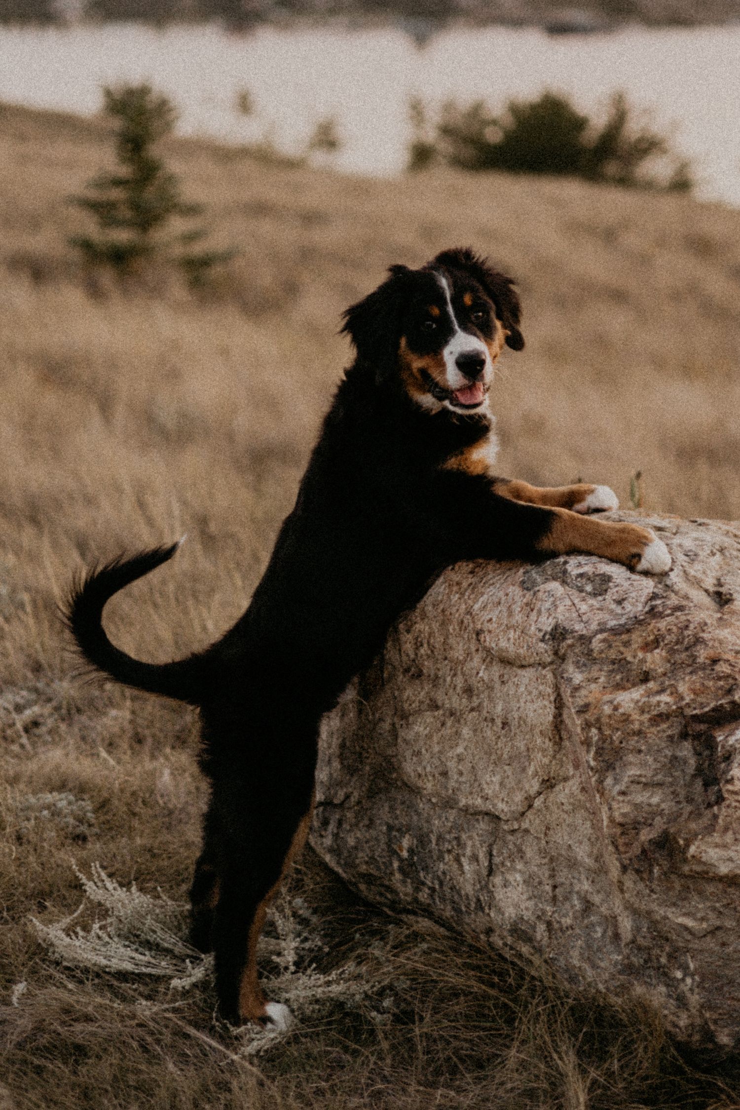 A black and tan dog plays on and around a large boulder in a sepia-toned outdoor setting.