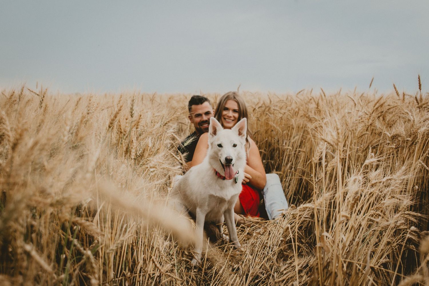 White husky joins couple for engagement photos in a sunlit wheat field.