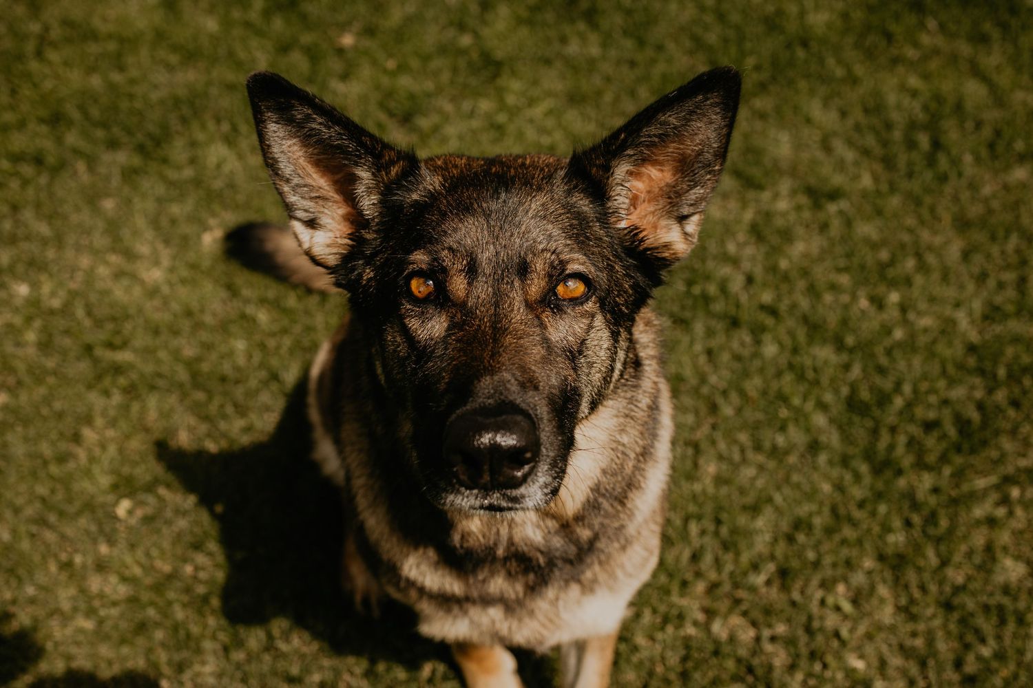 Close-up portrait of German Shepherd dog on grass with alert expression.