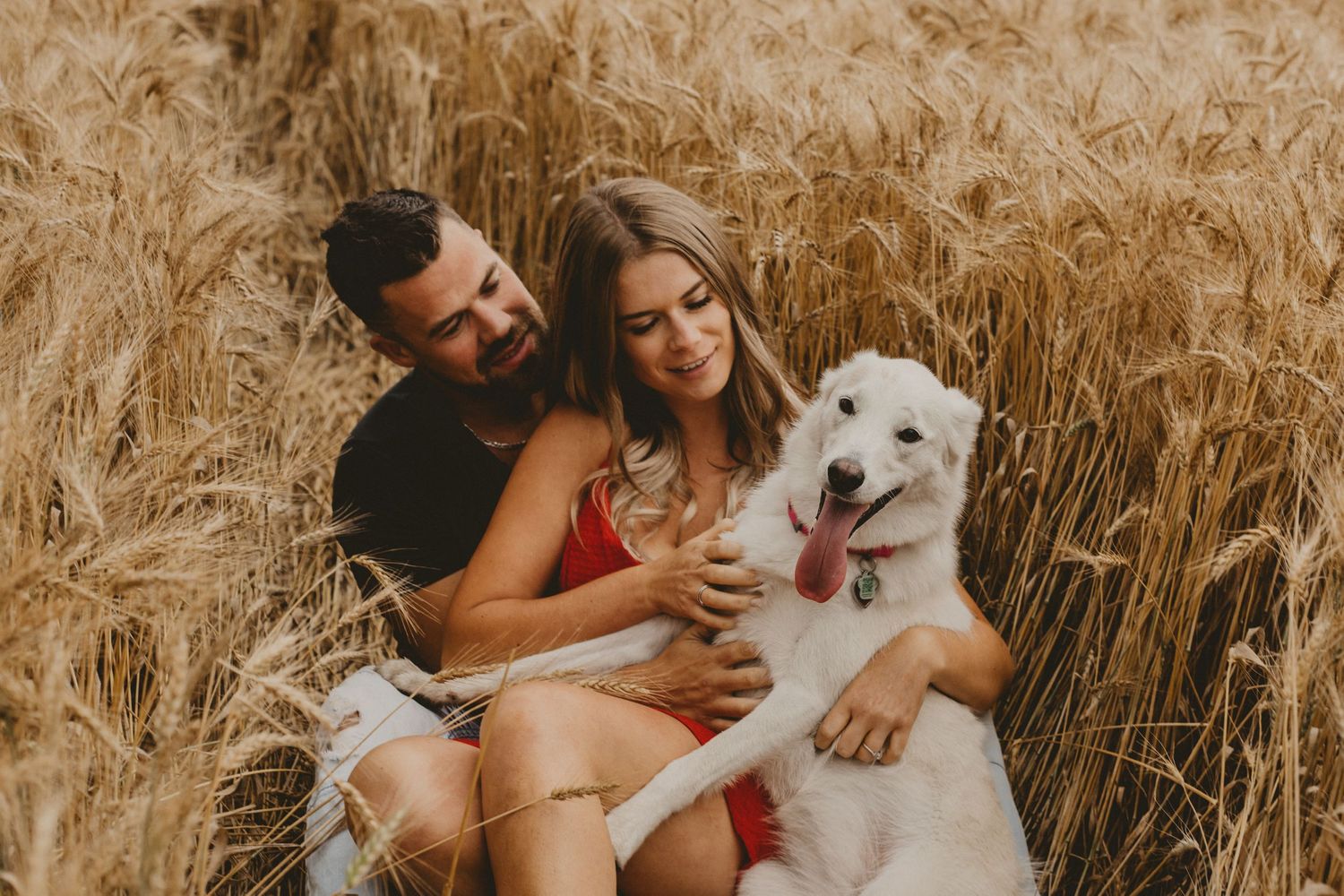 A couple cuddles with their happy white dog in a wheat field.