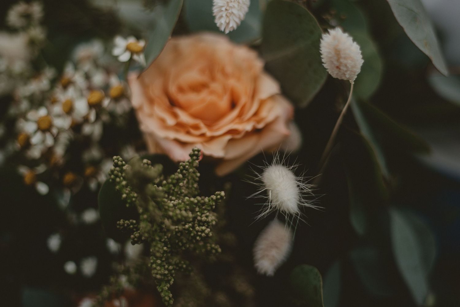 A peachy orange rose bloom with delicate white baby's breath and fluffy seedpods against a dark background.