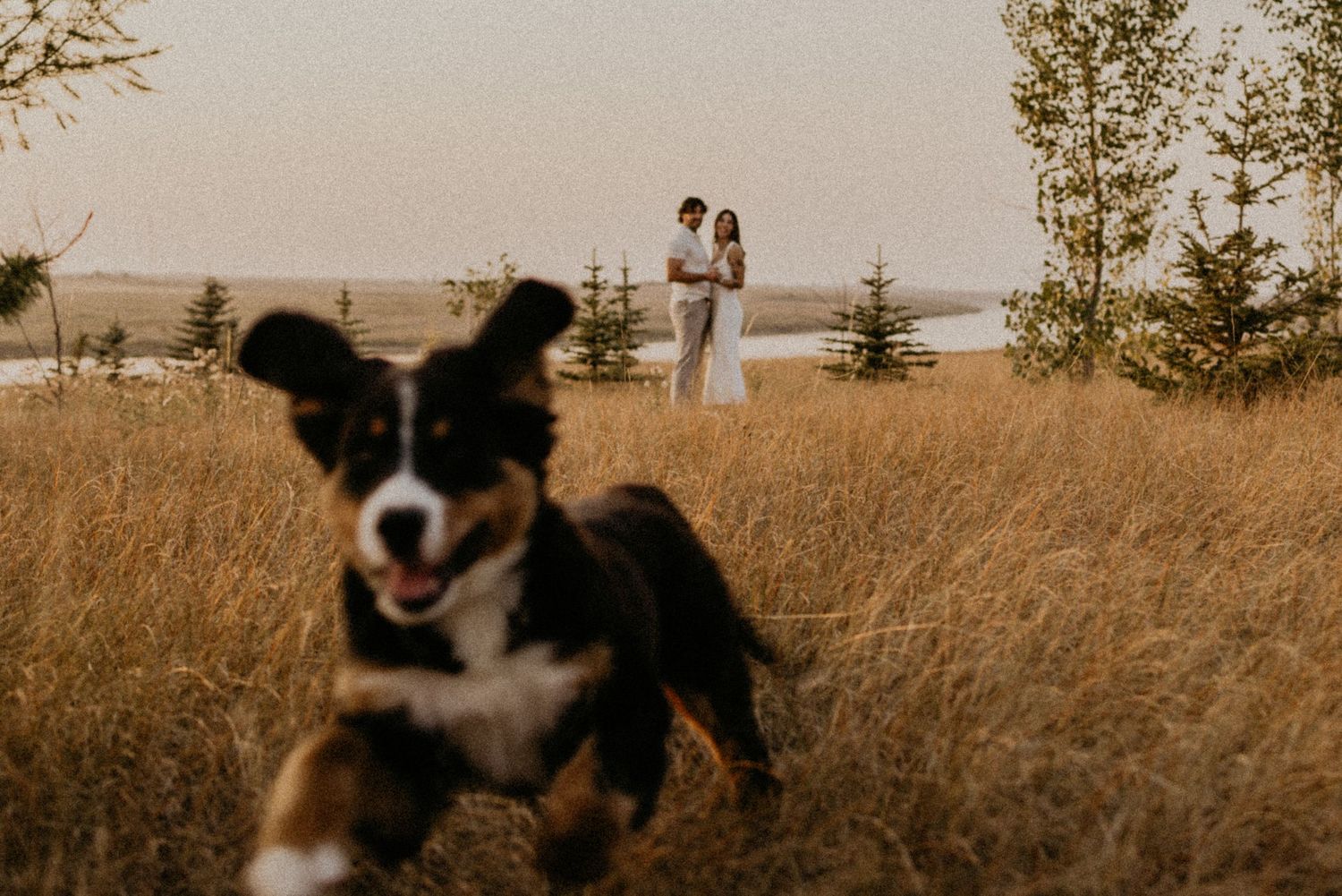 A black and white border collie runs in a golden field at sunset with silhouettes standing in the background.
