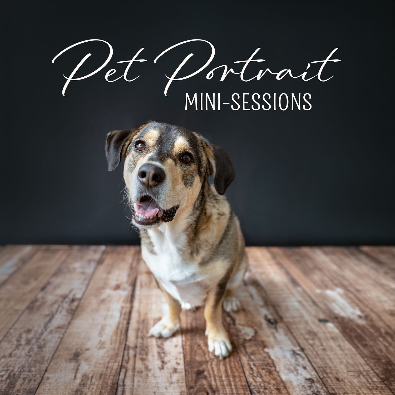 pet portrait mini sessions