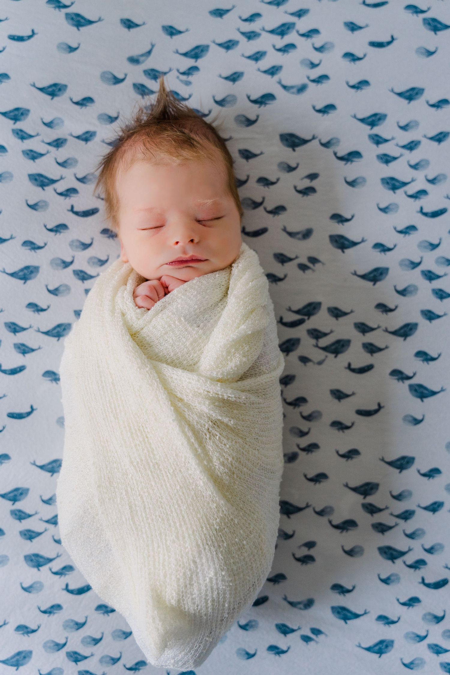Newborn baby wrapped in white blanket on blue bird patterned fabric.