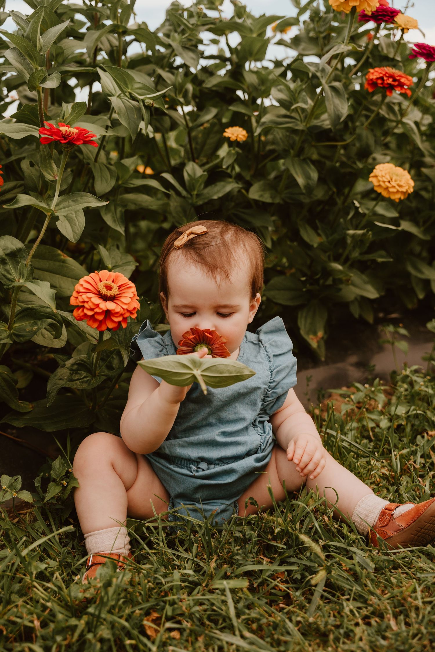 An adorable baby girl in a blue romper smells a red zinnia flower while sitting in a lush garden.